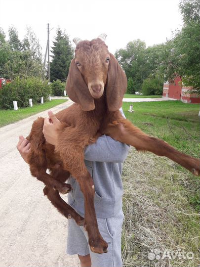 Козлики нубокамори