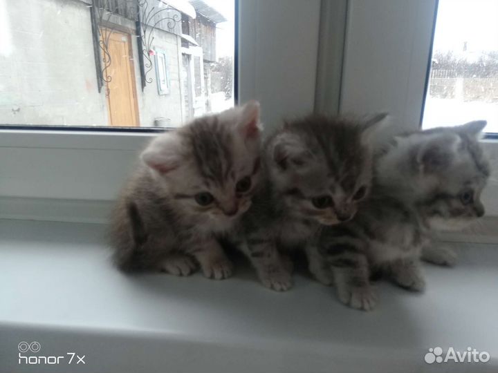 Котята