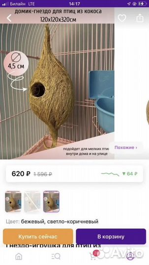 Волнистый попугай