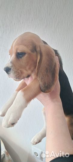 Щенки бигля Северодвинск