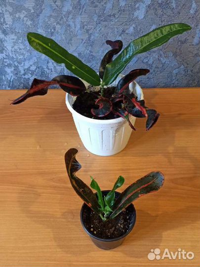 Сортовые кротоны