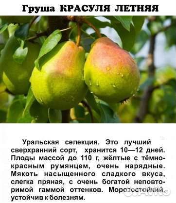 Груша летняя Красуля