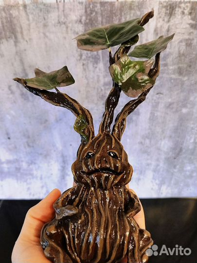 Мандрагора