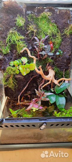 Полюдариум/ террариум с крабами