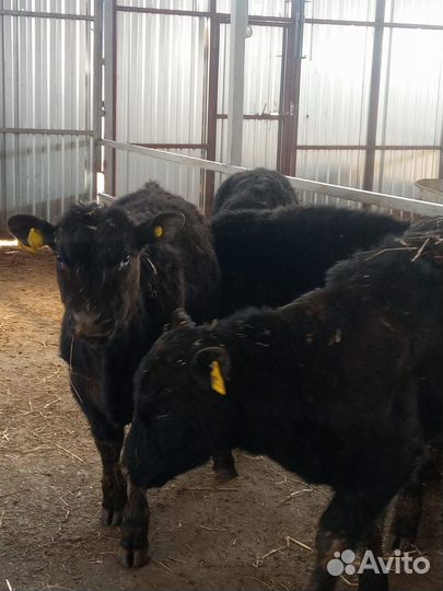 Бычки на откорм возрасте 8-10 мес