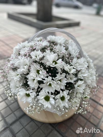 Хризантема