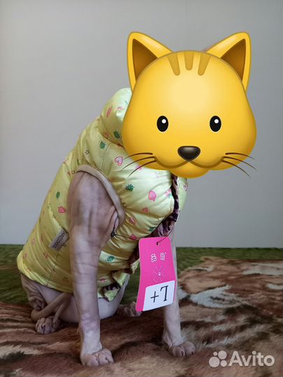 Одежда для кошек.Для Сфинкса
