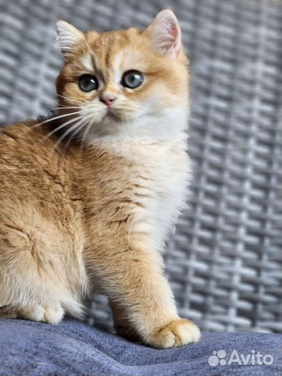 Британская золотая шиншилла