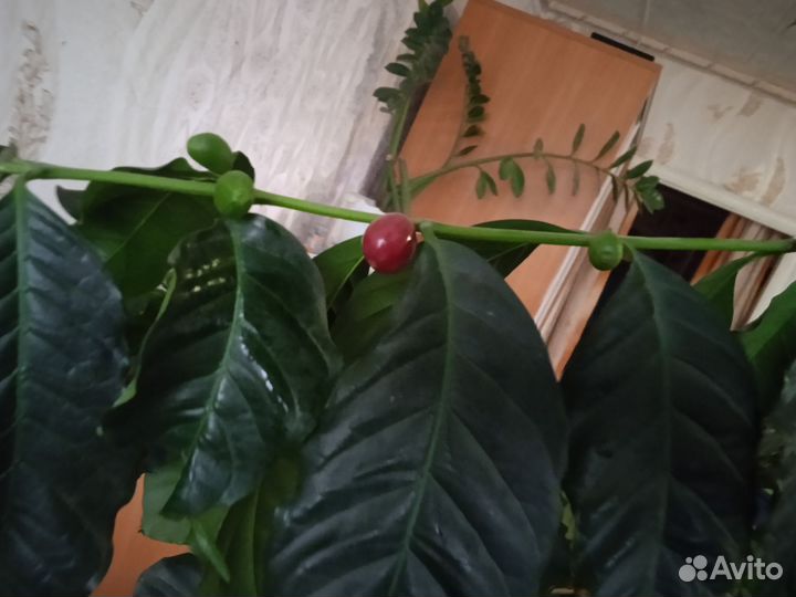 Кофе арабика дерево
