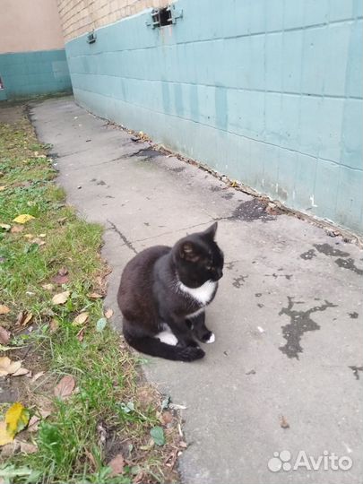 Спасите котенка