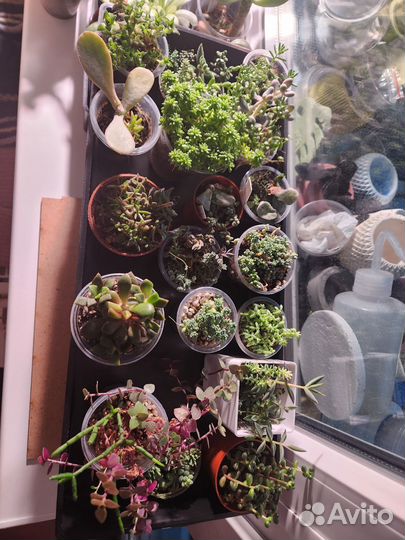 Суккуленты, растения, седум