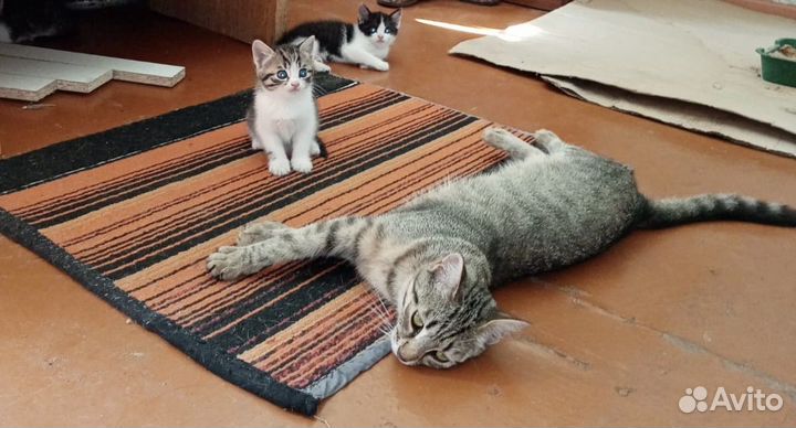 Котята бесплатно в добрые руки