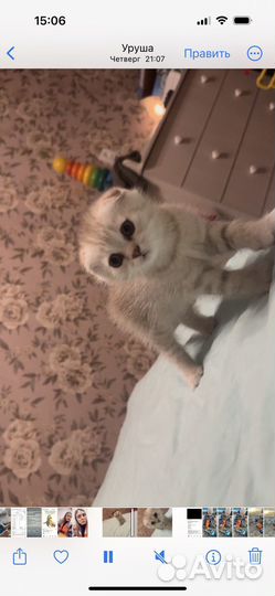 Шотландские котята