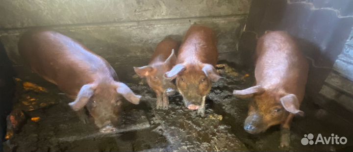 Свинки дюрок