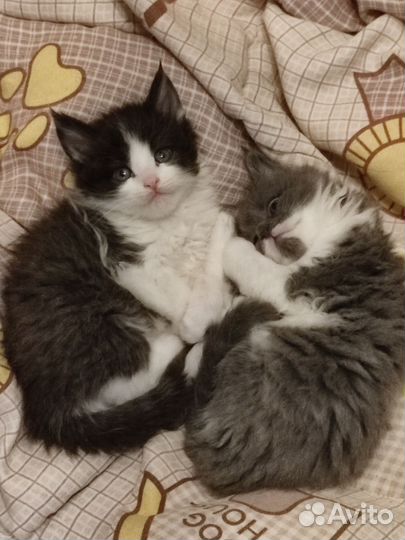 Котята мейн-кун