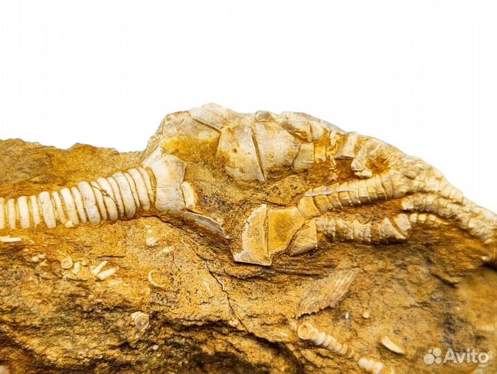 Морская лилия Phacelocrinus, США / Окаменелости