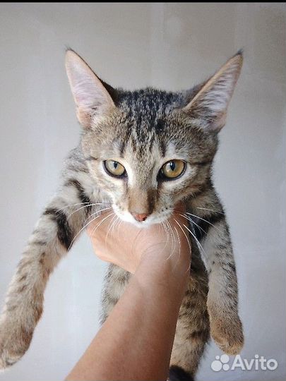 Котенок, 6 мес, доставка