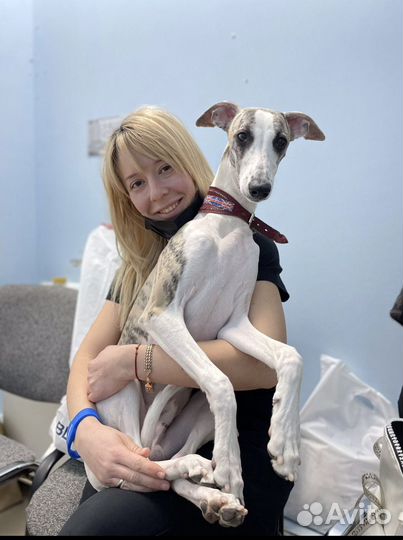 Ветеринарные услуги на дом