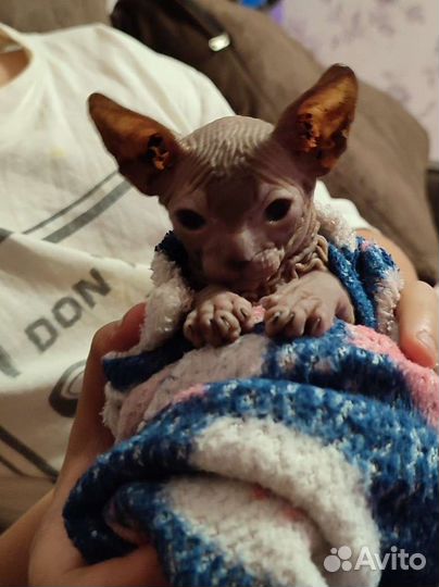 Донской сфинкс