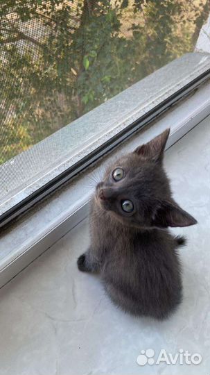 Котёнок дымка