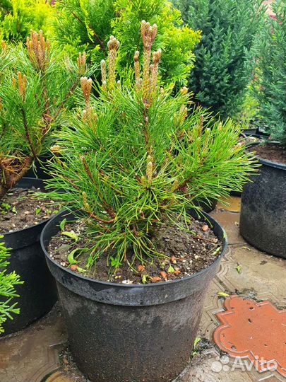 Сосна горная С10