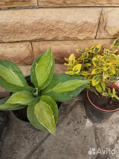 Каприфоль,лиана