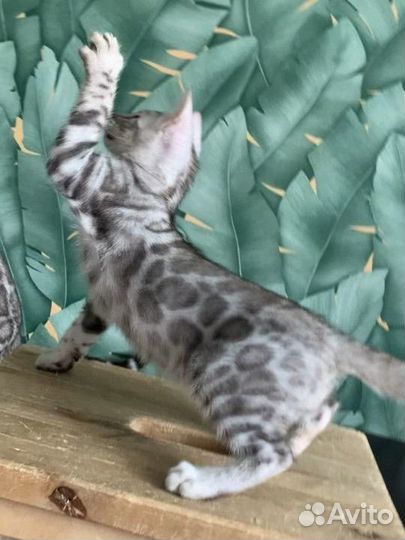 Бенгальский котенок мальчик