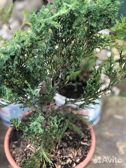 Туи и можжевельники