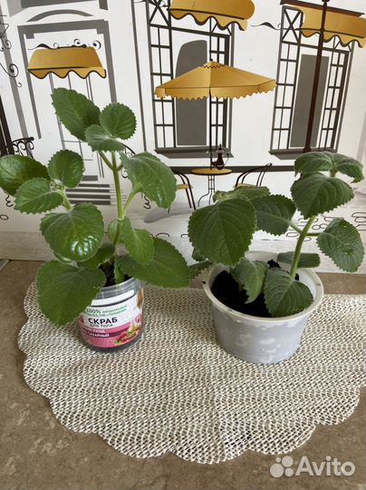 Комнатная мята