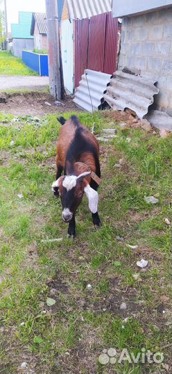 Козёл нубиец