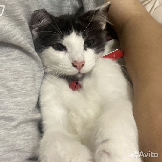 Котик в добрые руки