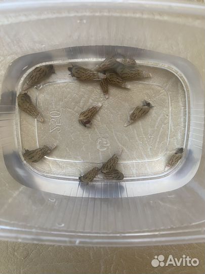 Улитка грунтовая Милания