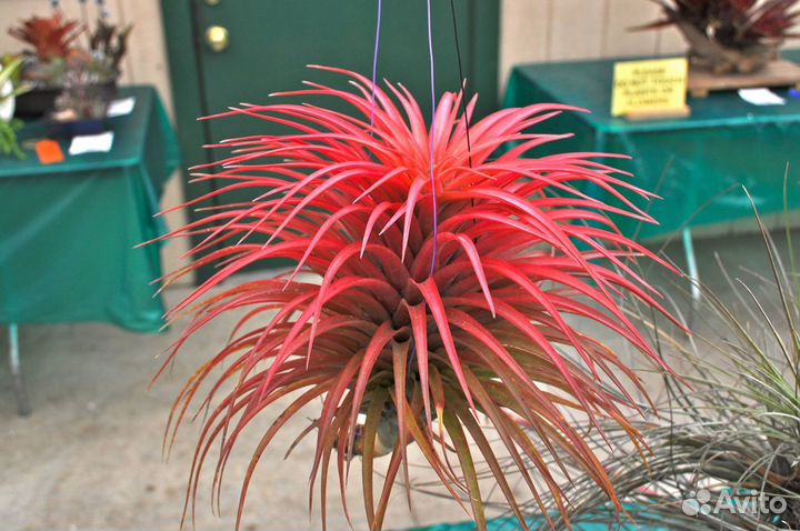 Тилландсия