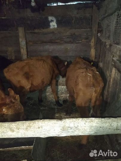 Бычка и телочку