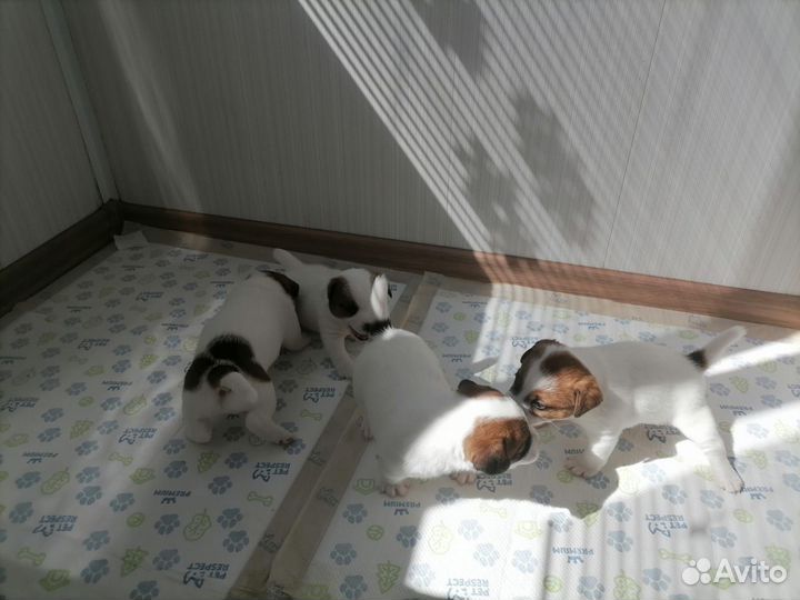 Щенки Джек Рассел Терьер с документами