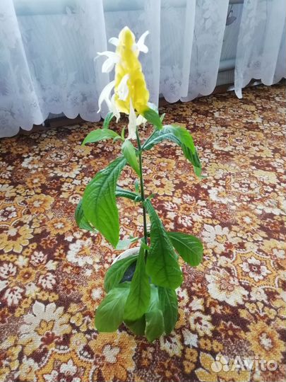 Пахистахис