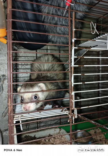 Домашний хорек