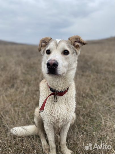 Собака щенок