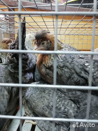 Куры молодки