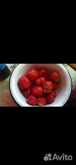 Клубника ремонтантная