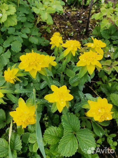 Молочай трехгранный