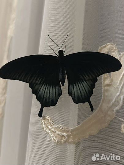 Ферма бабочек