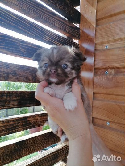 Мальчик чихуахуа(длинношерстный)