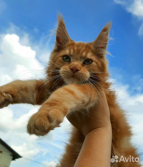 Котята из питомника