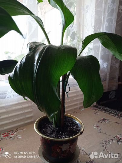 Комнатные цветы