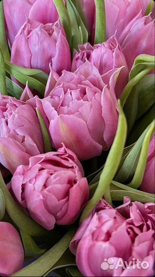 Тюльпаны к 8 марта