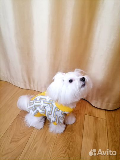 Индивидуальный пошив одежды для собак, кошек