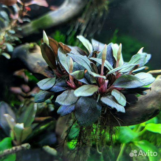 Набор буцефаландр