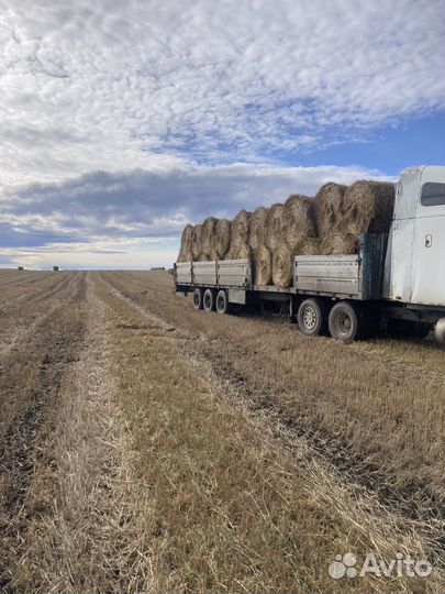 Солома оптом пшеничная