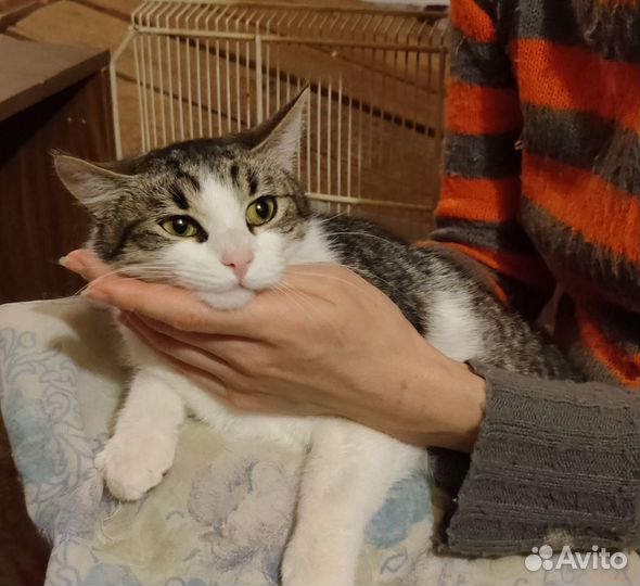 Котенок Снежка, игривая, ласковая. Стерил.Приют